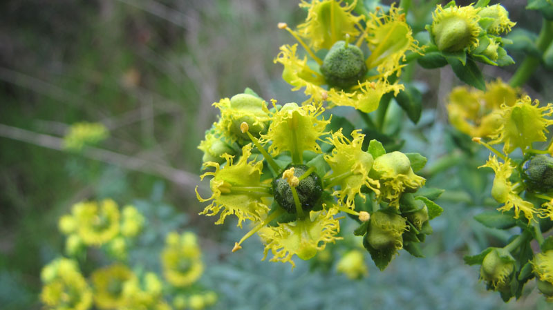 Ruta chalepensis